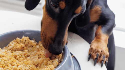 Alimento completo Pasteurizado Pet Brunch trucha zanahoria