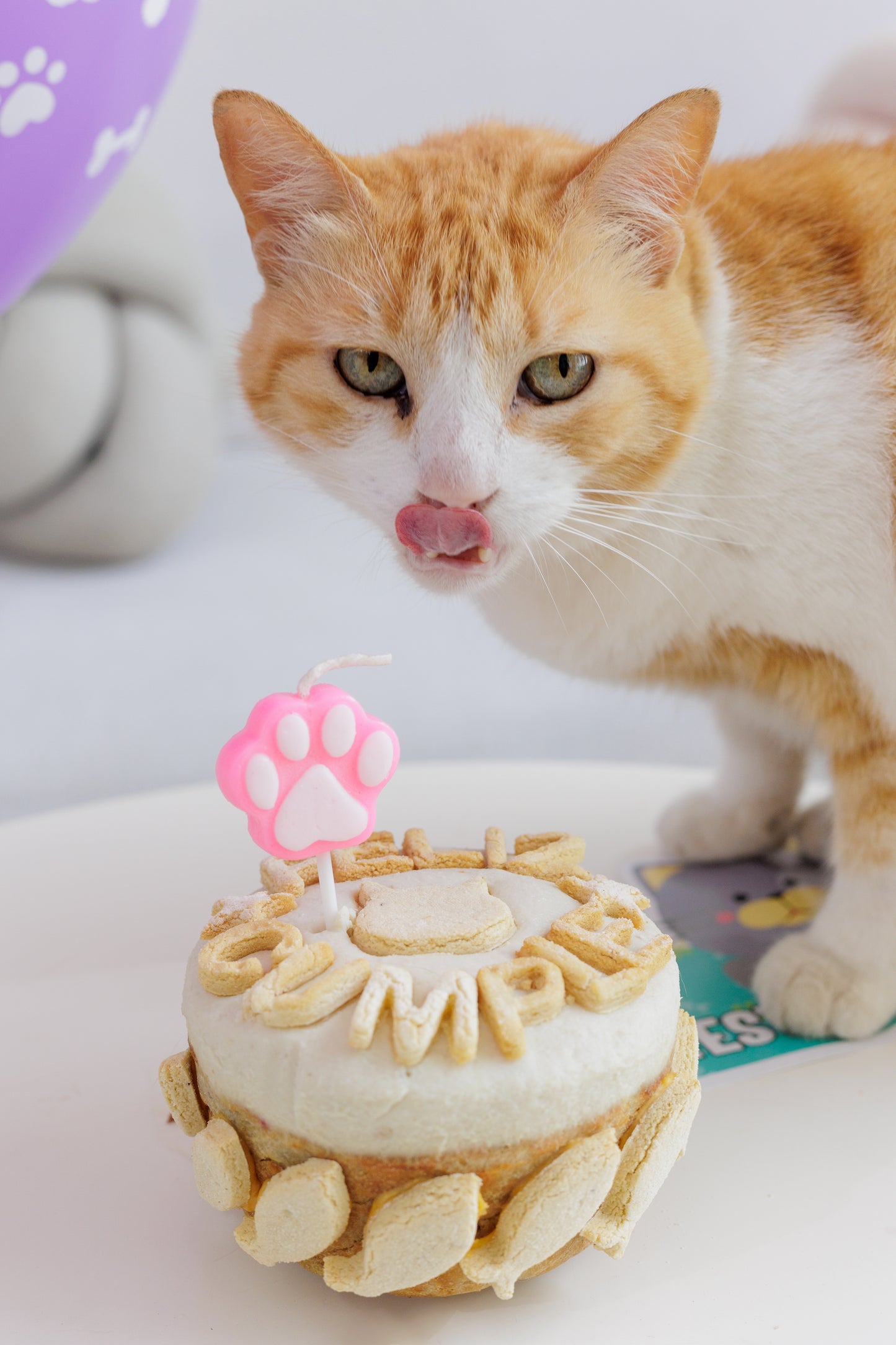 combo cumpleaños gato pastel y decoración de fiesta