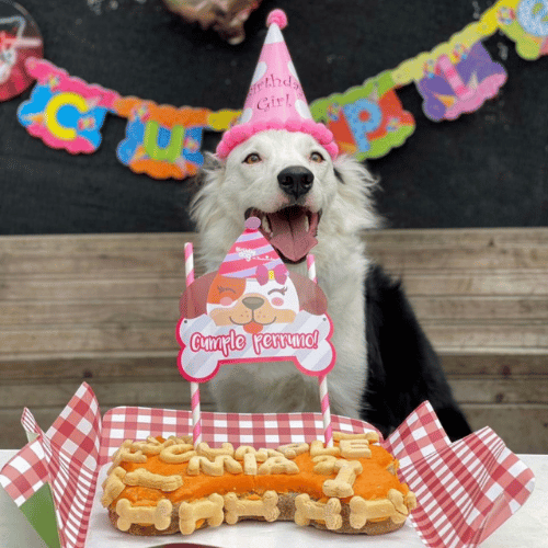 Pastel de cumpleaños para perros 1000gr